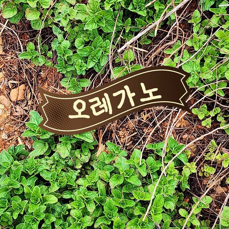 쿡동강,토마토 허브 마리네이드 발사믹비네거 대용량 수제피클 상큼발랄한 샐러드 드레싱 샌드위치 토핑 파스타 소스